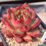 동영상]베아툼50-297 : 다육식물 - 엑스플랜트