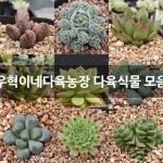 우혁이네다육농장 다육식물 모음 : 다육식물 - 엑스플랜트