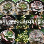 다유기랑(짱짱이다육) 다육식물 모음 : 다육식물 - 엑스플랜트