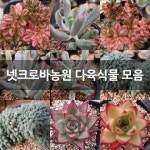 넷크로바농원 다육식물 모음 : 다육금 - 엑스플랜트