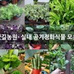 꽃길농원- 실내 공기정화식물 모음 : 관엽식물 - 엑스플랜트