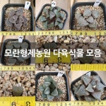 모란형제농원 다육식물 모음 : 코노피튬 - 엑스플랜트