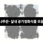 나무꾼- 실내 공기정화식물 모음 : 공기정화식물 - 엑스플랜트