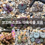 꼬꼬마즈코노 다육식물 모음 : 코노피튬 - 엑스플랜트