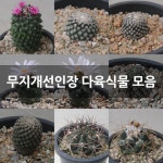 무지개선인장 다육식물 모음 : 선인장 - 엑스플랜트
