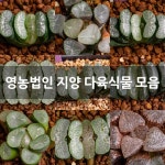 영농법인 지양 다육식물 모음 : 하월시아 - 엑스플랜트