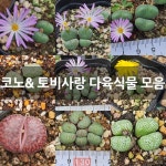 코노& 토비사랑 다육식물 모음 : 하월시아 - 엑스플랜트