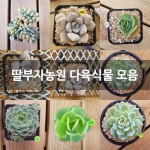 딸부자농원 다육식물 모음 : 다육금 - 엑스플랜트