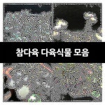 참다육 다육식물 모음 : 코노피튬 - 엑스플랜트