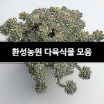 환성농원 다육식물 모음 : 다육식물 - 엑스플랜트
