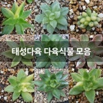 태성다육 다육식물 모음 : 다육금 - 엑스플랜트