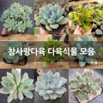 참사랑다육 다육식물 모음 : 다육식물 - 엑스플랜트