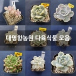 대명항농원 다육식물 모음 : 다육식물 - 엑스플랜트