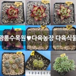 광릉수목원다육농장 다육식물 모음 : 다육식물 - 엑스플랜트