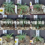 한바우다육농원 다육식물 모음 : 다육식물 - 엑스플랜트