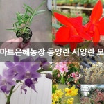 꽃마트은혜농장 동양란 서양란 모음 : 기타 동양란 - 엑스플랜트