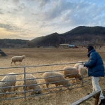 [경기 양평] 양떼목장 데일리호텔 - 호텔&레스토랑 할인예약