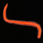 Asixx  20 개세트 낚시 루어 웜형 크리켓 루어 경량 바이오 NIC 14cm # 모형이 낚시 도구(브라운) :: 유니박스