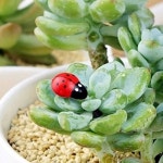 Healifty 공예품을 위한 100개의 미니어쳐고쿠시네라웃도비토루의 장식품 요정의 뜰의 풍경의 장식(빨강) :: 유니박스