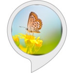 Amazon.com: Colors of Nature Screensaver for Echo Show : Alexa Skills Colors of Nature Screensaver for Echo Show