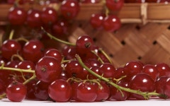 ID:170011 - Wallpaper Abyss  Currants HD Wallpaper | Background Image | 2560x1600 | ID:170011