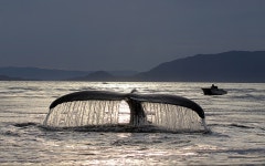 whale Full HD Wallpaper and Background Image | 1920x1200 | ID:466726