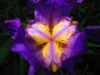 Iris  4k Ultra HD 壁纸 and 背景 | 4608x3456 | ID:500065