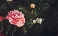 Flower Full HD Wallpaper and Background Image | 2560x1600 | ID:576691