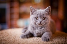 ID:700029 - Wallpaper Abyss  Cute Kitten 4k Ultra HD Wallpaper | Background Image | 4500x3000 | ID:700029
