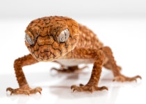 ID:700042 - Wallpaper Abyss  Close up of a knob-tailed gecko... Retina Ultra HD Wallpaper | Background Image | 6383x4559 | ID:700042