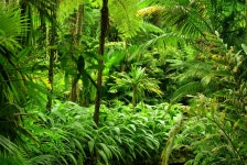 ID:700059 - Wallpaper Abyss  Tropical Forest 4k Ultra HD Wallpaper | Background Image | 4000x2680 | ID:700059