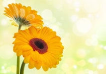 Yellow Gerberas 4k Ultra HD Wallpaper and Background | 4044x2851 | ID:700066