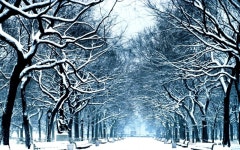 Winter Park Full HD Wallpaper and Background | 1920x1200 | ID:700141