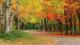 Street in Autumn Computer Wallpapers, Desktop Backgrounds | 1920x1080 | ID:700359