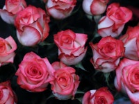 ID:700465 - Wallpaper Abyss  Pink Roses 4k Ultra HD Wallpaper | Background Image | 4000x3000 | ID:700465
