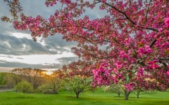 Pink Tree in Field HD Wallpaper | Background Image | 1920x1200 | ID:704170 - Wallpaper Abyss  Pink Tree in Field HD Wallpaper...