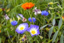 Flower Computer Wallpapers, Desktop Backgrounds | 4896x3264 | ID:725154