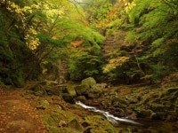 Stream 5k Retina Ultra HD Wallpaper and Background | 5616x4212 | ID:745734