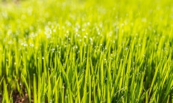Grass HD Wallpaper | Background Image | 2534x1500 | ID:748907 - Wallpaper Abyss  Grass HD Wallpaper | Background Image... 