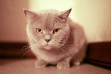Cat HD Wallpaper | Background Image | 2560x1710 | ID:771012... Abyss  Cat HD Wallpaper | Background Image | 2560x1710 | ID:771012