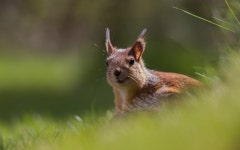 Squirrel Computer Wallpapers, Desktop Backgrounds | 1920x1200 | ID:771032