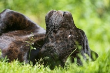 ID:780045 - Wallpaper Abyss  Jaguar 4k Ultra HD Wallpaper | Background Image | 4763x3170 | ID:780045