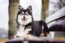 Dog HD Wallpaper | Background Image | 3600x2394 | ID:780064 - Wallpaper Abyss  Dog HD Wallpaper | Background Image | 3600x2394... 