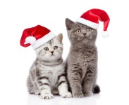 ID:780145 - Wallpaper Abyss  Christmas Kittens HD Wallpaper | Background Image | 3420x2800 | ID:780145