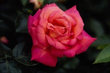 Pink Rose Wallpaper and Background Image | 1800x1200 | ID:780174