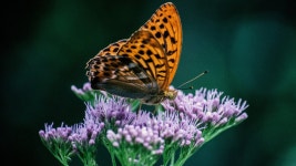 ID:827014 - Wallpaper Abyss  Butterfly 4k Ultra HD Wallpaper | Background Image | 3840x2160 | ID:827014