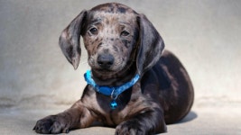 ID:827017 - Wallpaper Abyss  Dachshund Puppy 4k Ultra HD Wallpaper | Background Image | 3840x2160 | ID:827017
