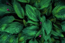 Green Leaves with Dew Drops HD Wallpaper | Background Image | 1920x1280 | ID:848594 - Wallpaper Abyss  Green Leaves with Dew... 