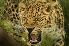 Leopard Full HD Wallpaper and Background Image | 2000x1333 | ID:878201