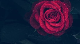 Red Rose with Water Drops HD Wallpaper | Background Image | 3840x2123 | ID:950369 - Wallpaper Abyss  Red Rose with Water Drops HD... 